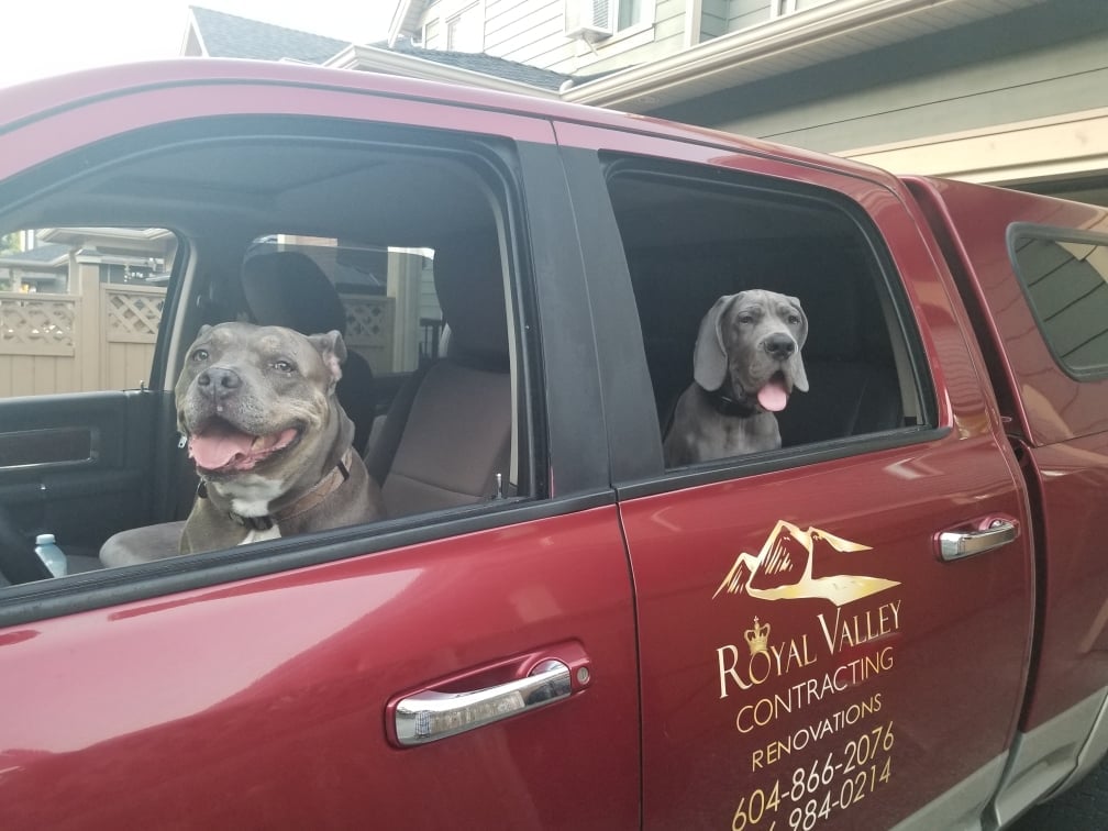 friendly dogs in Royal Valley Contracting's truck